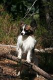 EPAGNEUL PAPILLON 166